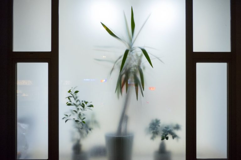 Plants silhouetted behind a translucent laminated glass screen